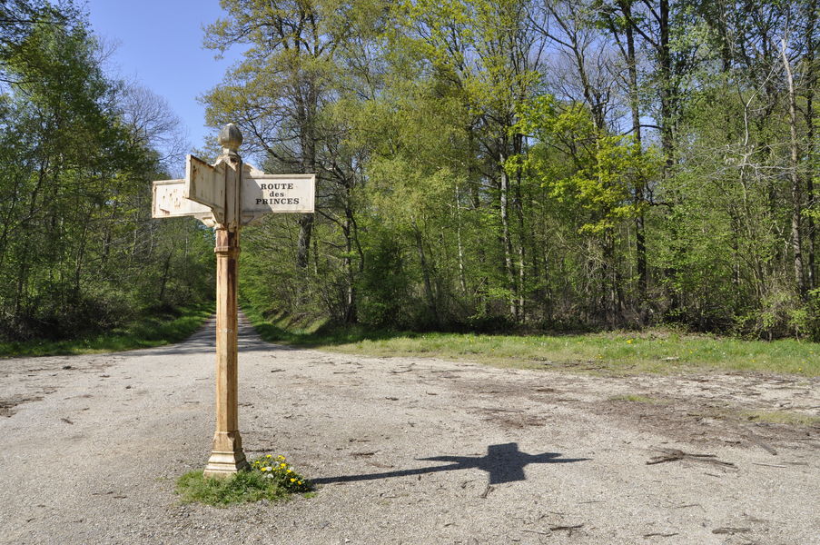 Photo Forêt Régionale de Ferrières